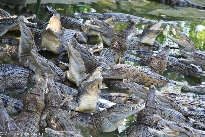 Conservation Mission