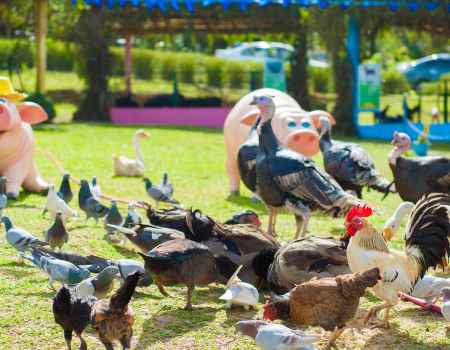 Plan your visit to Zoomanity Group parks