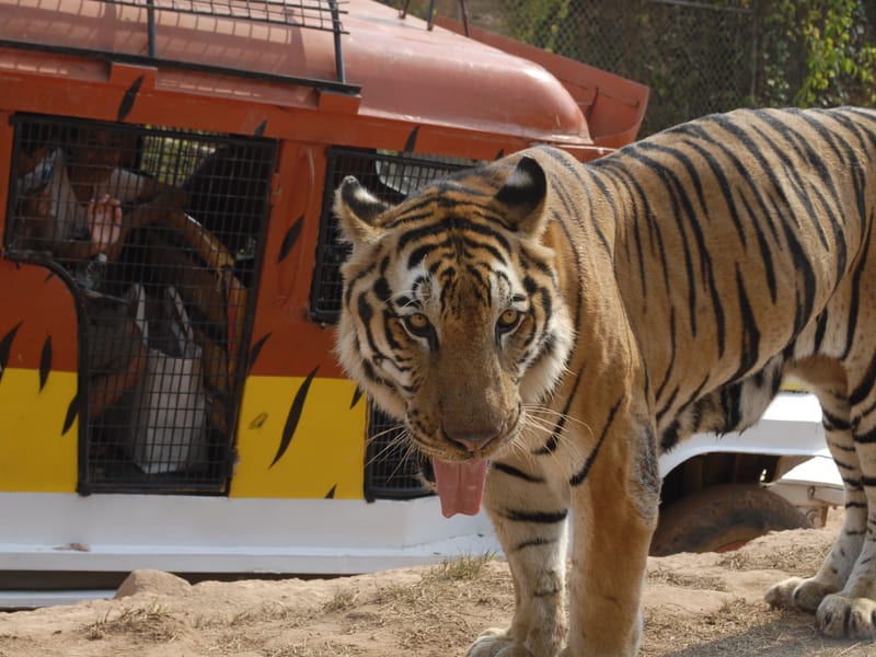 Zoobic Safari