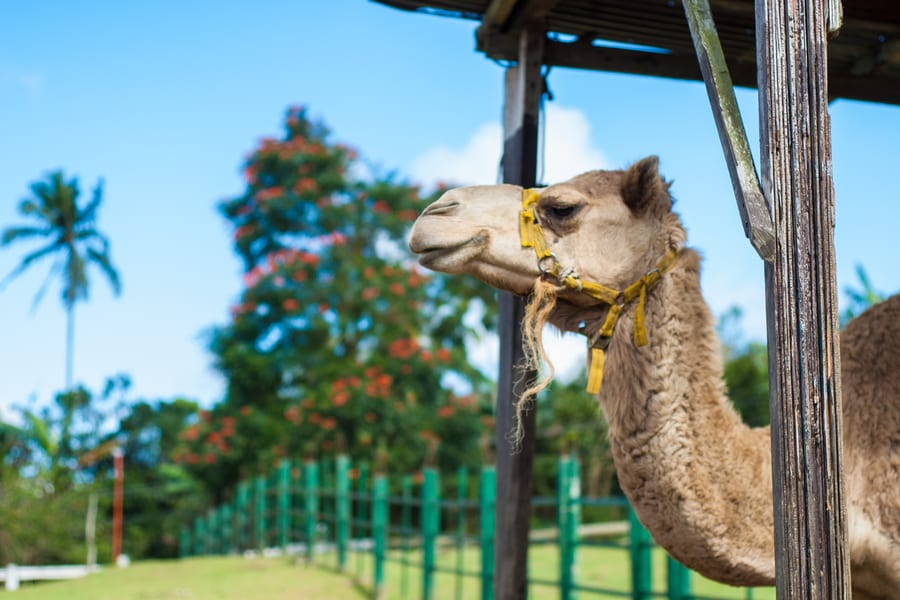 Wildlife Encounters